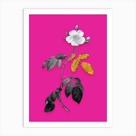 Vintage Big Leaved Climbing Rose Black and White Gold Leaf Floral Art on Hot Pink Art Print