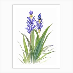 Pickerel Weed Wildflower Watercolour 1 Art Print