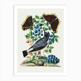 Bluebird On Blueberry Art Print