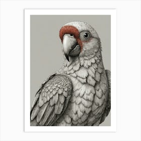 Parrot 20 Art Print