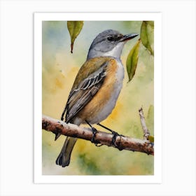 Mangrove Whistler Rare Bird Water Colour 1 Art Print