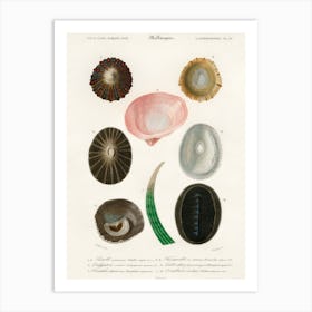 Different Types Of Mollusks, Charles Dessalines D'Orbigny 6 Art Print