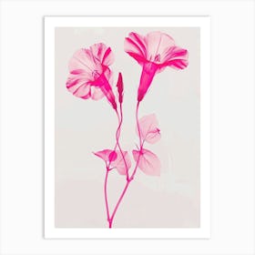 Hot Pink Morning Glory 1 Art Print