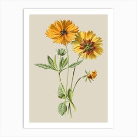 Zinnias Art Print