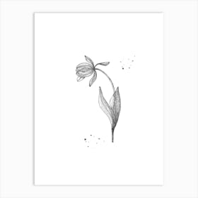 Tulip Black On White Art Print