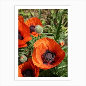 Orange-red poppies and green leaves Art Print