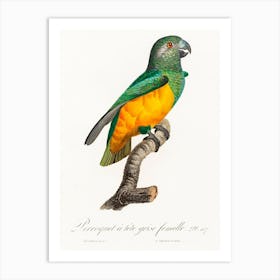 Senegal Parrot From Natural History Of Parrots, Francois Levaillant 1 Art Print