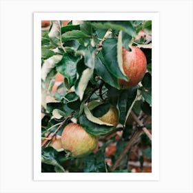 Tasty Red Apples // Nature Photography Art Print