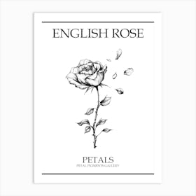 English Rose Petals Line Drawing 4 Poster Art Print