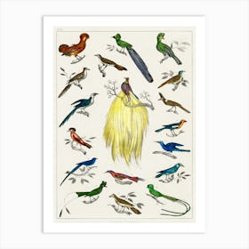 Collection Of Various Birds, Oliver Goldsmith   Art Print