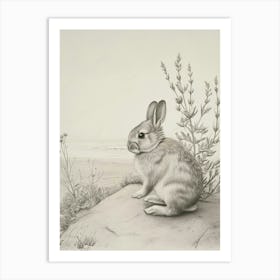 Mini Lop Rabbit Drawing 4 Art Print