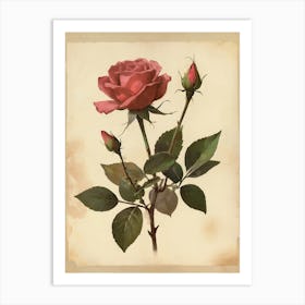 Vintage Of Herbarium Rose Art Print