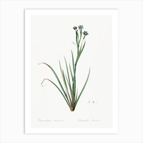 Hyacinthus Serotinus Illustration From Les Liliacées, Pierre Joseph Redouté Art Print