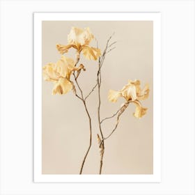 Yellow Irises Art Print