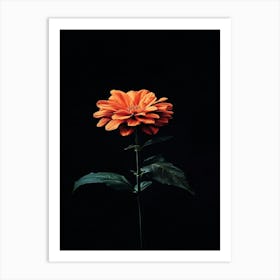 Orange Flower 24 Art Print