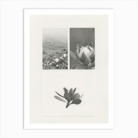 Protea Flower Photo Collage 4 Art Print