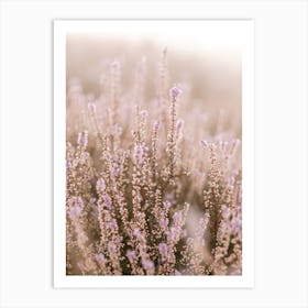 Dreamy heather purple flowers sunlight Art Print