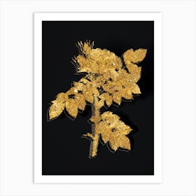 Vintage Kamtschatka Rose Botanical in Gold on Black Art Print