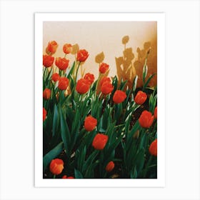 Tulips Art Print