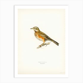 Redwing (Turdus Iliacus), The Von Wright Brothers Art Print