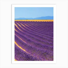 Lavender Fields In France Art Print