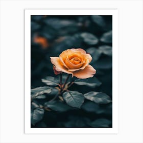 Yellow Rose Art Print