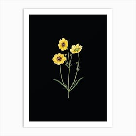 Vintage Perennial Dyer's Coreopsis Flower Botanical Illustration on Solid Black n.0960 Art Print