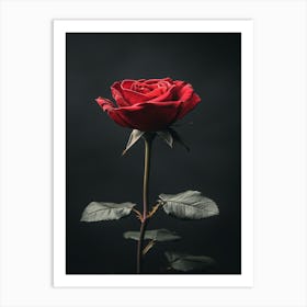 Single Red Rose 4 Art Print