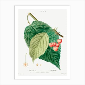 Cherry, Pierre Joseph Redoute 1 Art Print