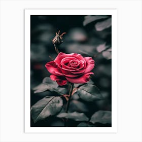 Pink Rose 63 Art Print