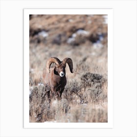 Wyoming Sheep Art Print