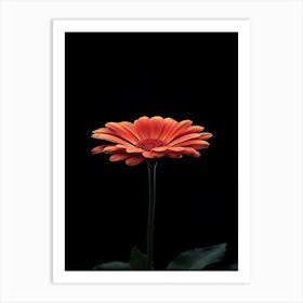 Gerbera Art Print