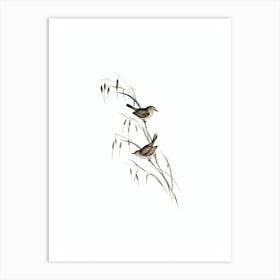 Vintage Field Reed Lark Bird Illustration on Pure White n.0068 Art Print