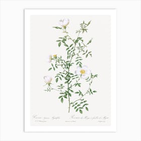 Myrtle Leaved Hedge Rose, Pierre Joseph Redoute Art Print