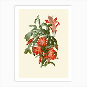 Cactus Flower 3 Art Print