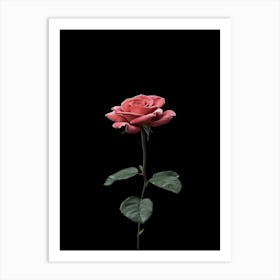 Single Rose Isolated On Black Background 3 Art Print