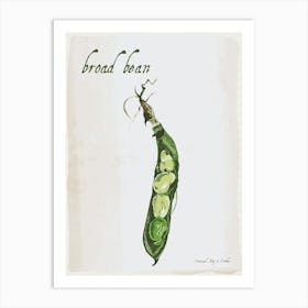 Broad Bean Vintage illustration Print Art Print