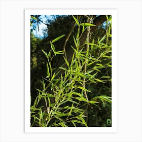 Bamboo 20210703 294ppub Art Print