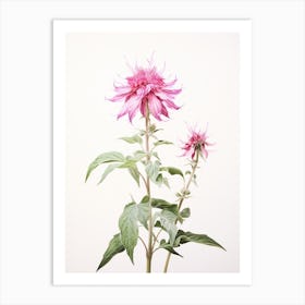 Pressed Flower Botanical Art Bee Balm 1 Art Print