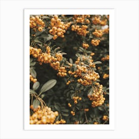 Pyracantha Plant Art Print