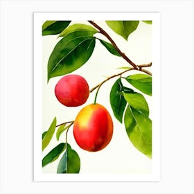 Guava 1 Italian Watercolour fruit Art Print