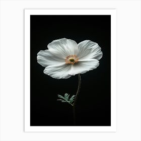 White Poppy 1 Art Print