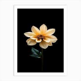 Single Yellow Dahlia On Black Background Art Print