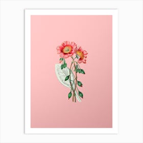 Vintage Discolored Calandrinia Botanical on Soft Pink Art Print