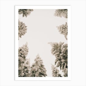 Looking Up In Winter Forest Art Print