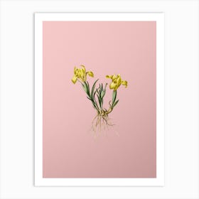 Vintage Sand Iris Botanical on Soft Pink n.0618 Art Print