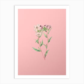 Vintage Pale Corona Amaryllis Botanical on Soft Pink Art Print