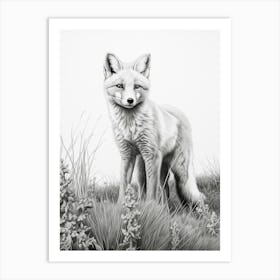 Arctic Fox In A Field Pencil Drawing 2 Art Print