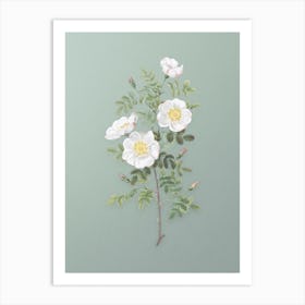 Vintage White Burnet Roses Botanical Art on Mint Green Art Print