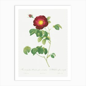 Simple Flowered French Rose, Pierre Joseph Redoute Art Print